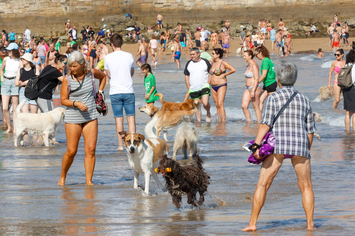 Los perros vuelven a la playa de San Lorenzo
