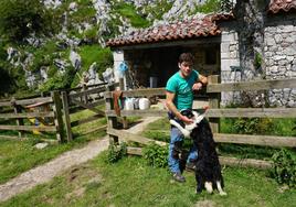 José Luis Alonso en la majada de Gumartini, donde elabora queso Gamonéu en la variedad del puertu.