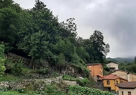 Detalle del camino de Loredo lleno de maleza.