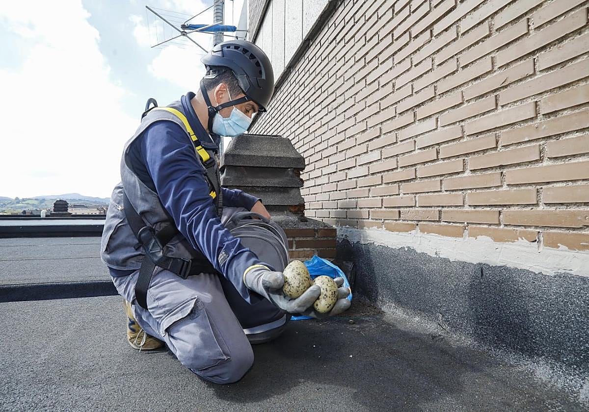 Retirada de huevos en una azotea de un edificio avilesino en la última campaña de control de aves.