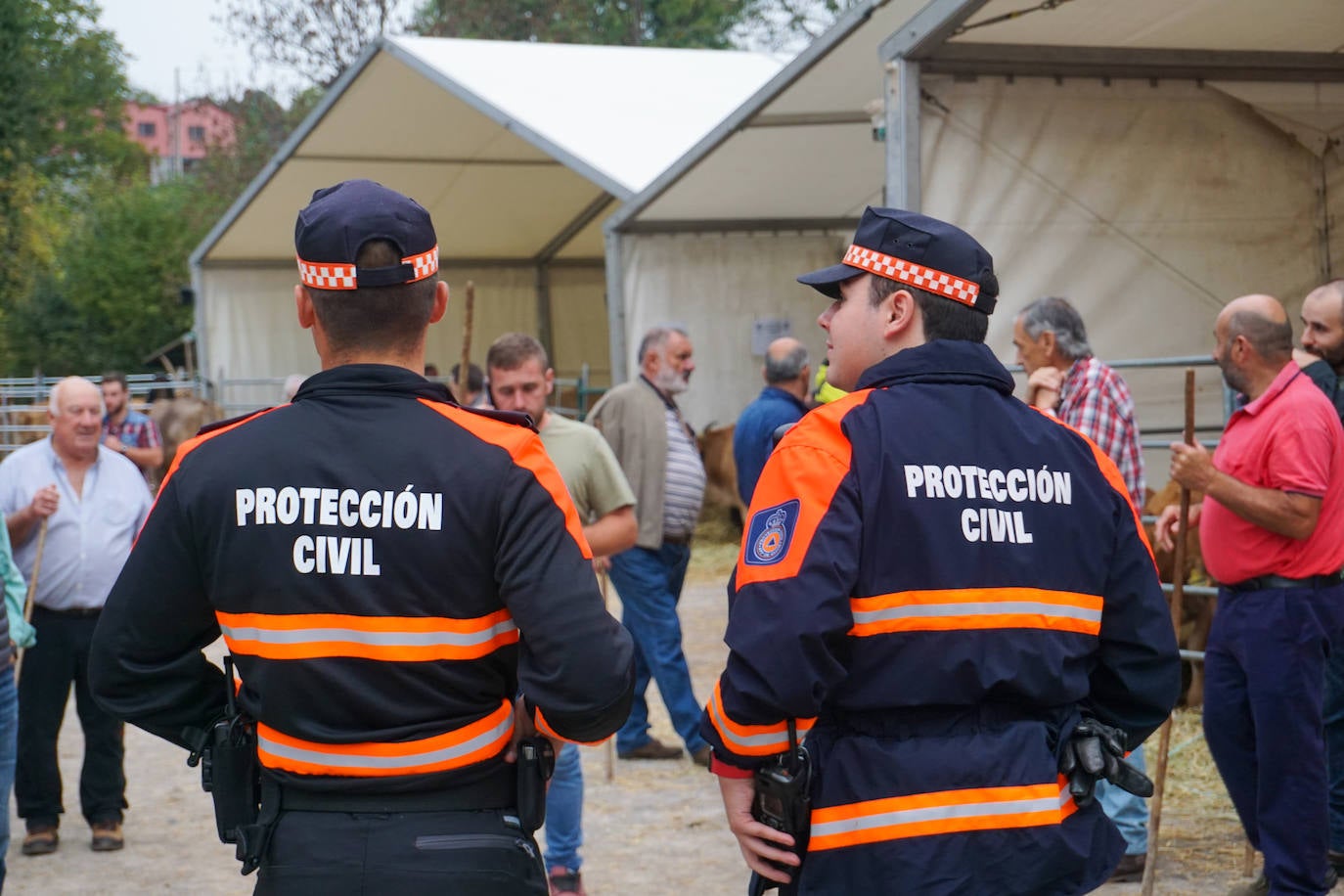 1.500 reses en la feria ganadera de Santa Teresa