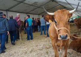 1.500 reses en la feria ganadera de Santa Teresa