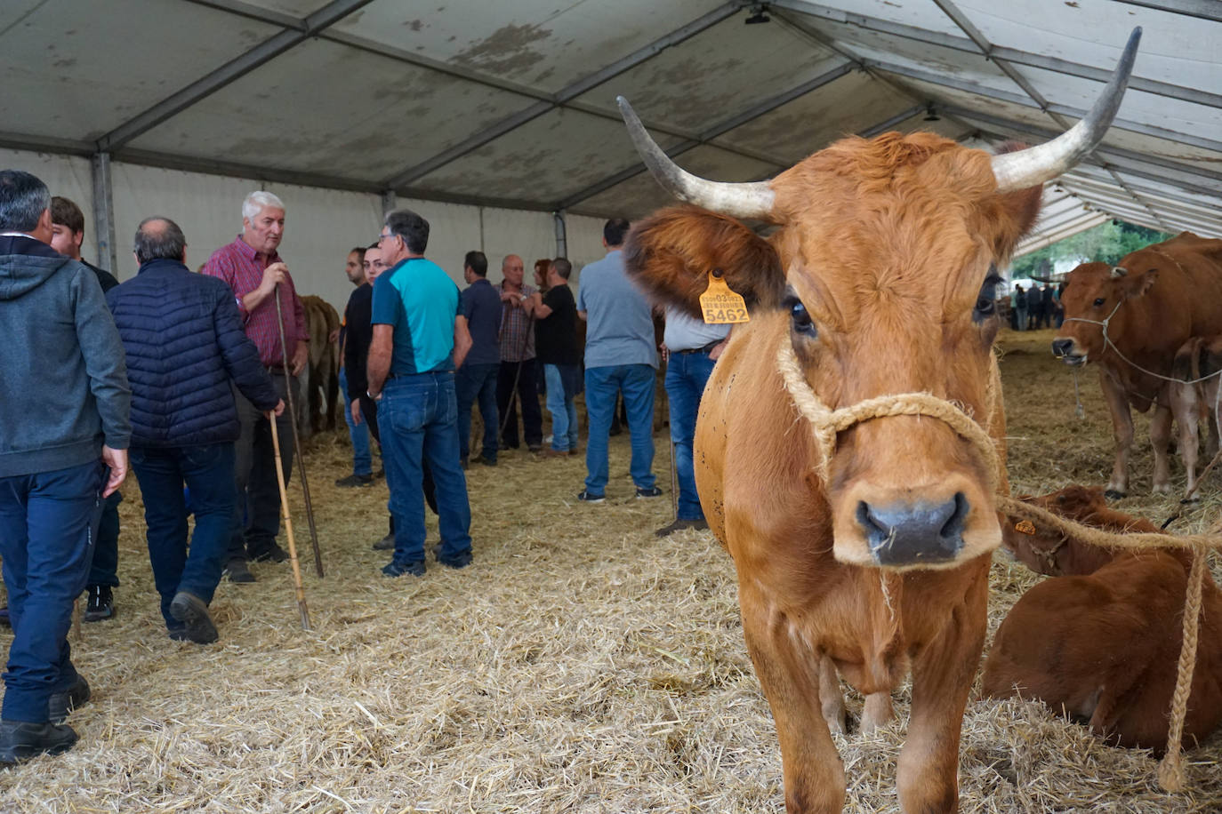 1.500 reses en la feria ganadera de Santa Teresa