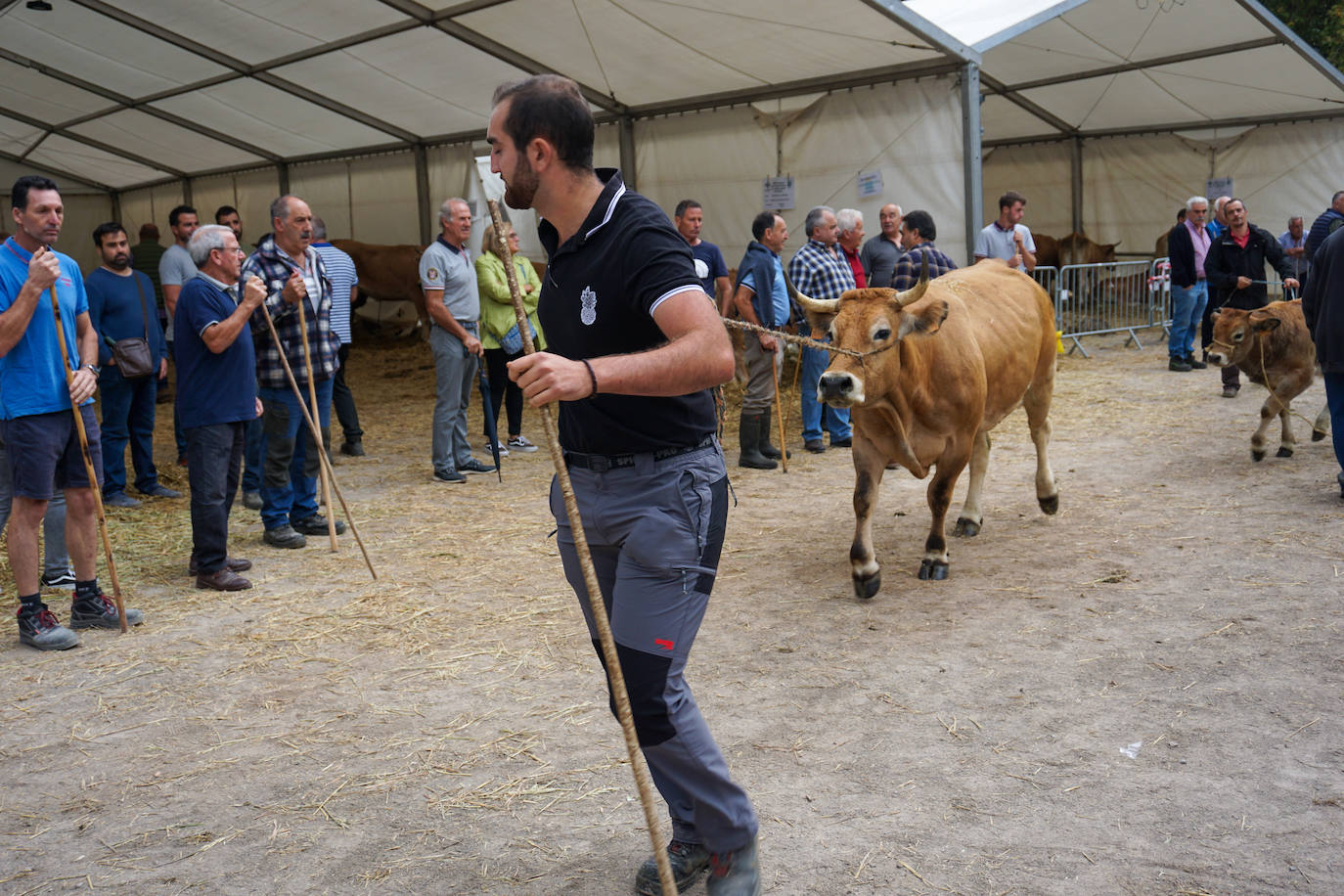 1.500 reses en la feria ganadera de Santa Teresa