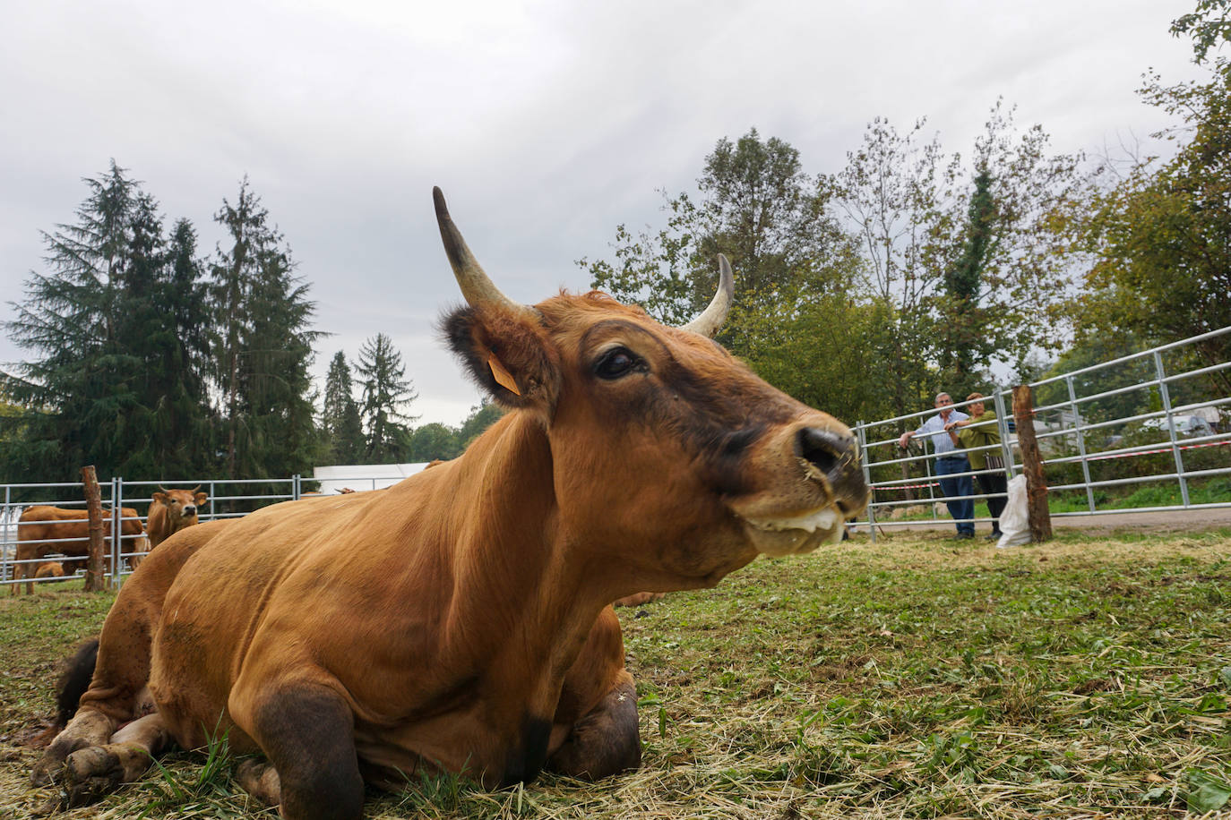 1.500 reses en la feria ganadera de Santa Teresa