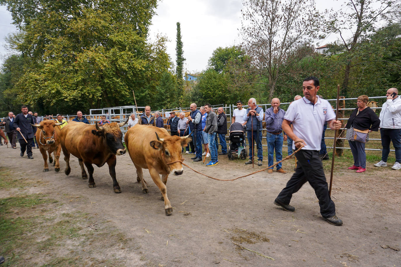1.500 reses en la feria ganadera de Santa Teresa