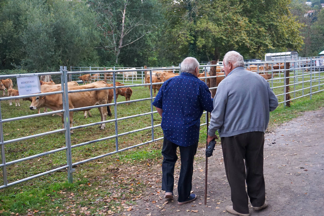 1.500 reses en la feria ganadera de Santa Teresa