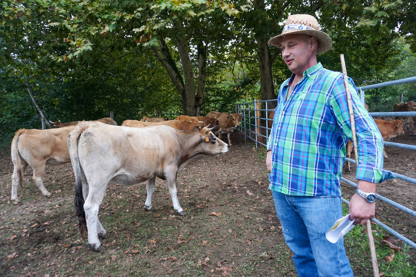 1.500 reses en la feria ganadera de Santa Teresa
