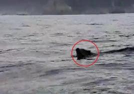 Sorpresa al avistar un jabalí nadando en la costa de Cudillero