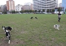 El 'solarón' es un de los espacios de la ciudad en los que se reúnen un buen número de perros.
