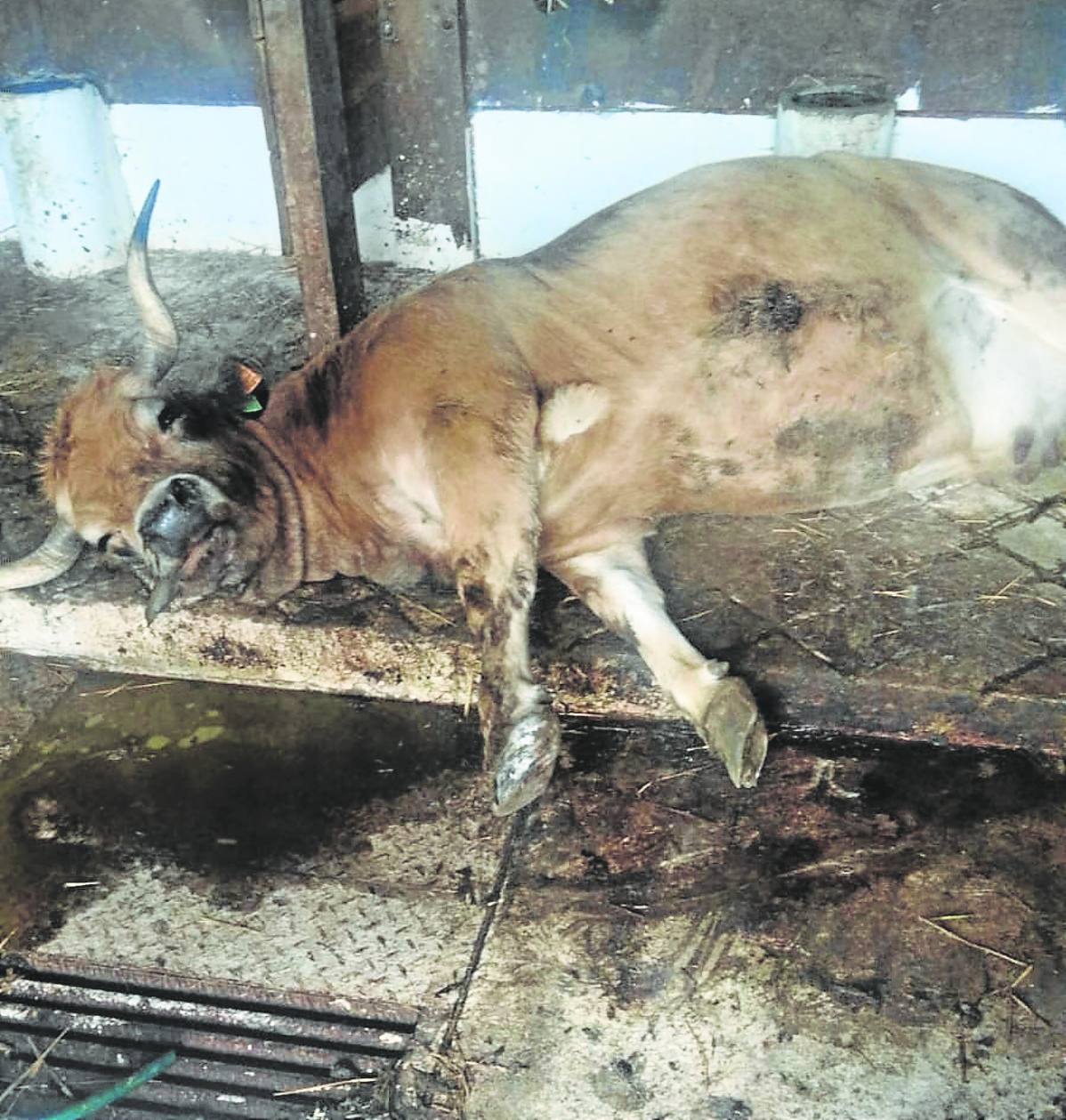 Una vaca enferma en una ganadería del concejo de Llanes.