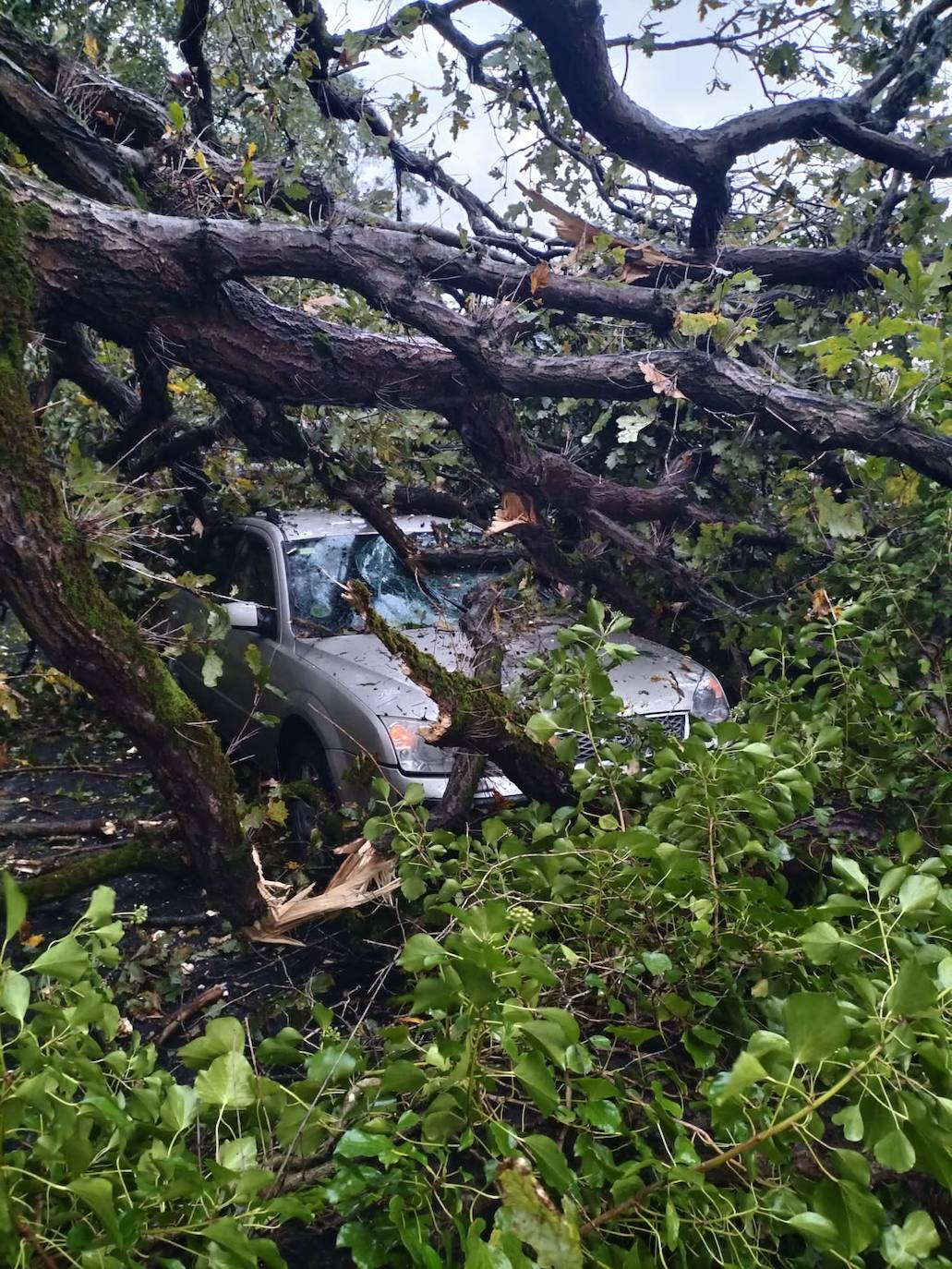 Las fuertes rachas de viento dejan destrozos por toda Asturias: las imágenes del temporal