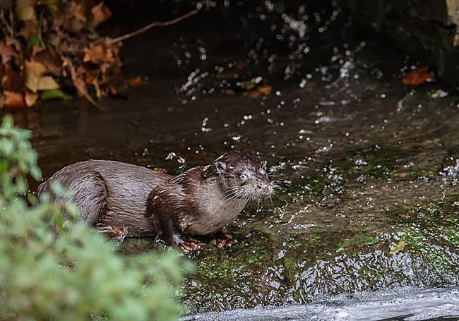 Una nutria se cuela en el estanque grande del parque Isabel la Católica.
