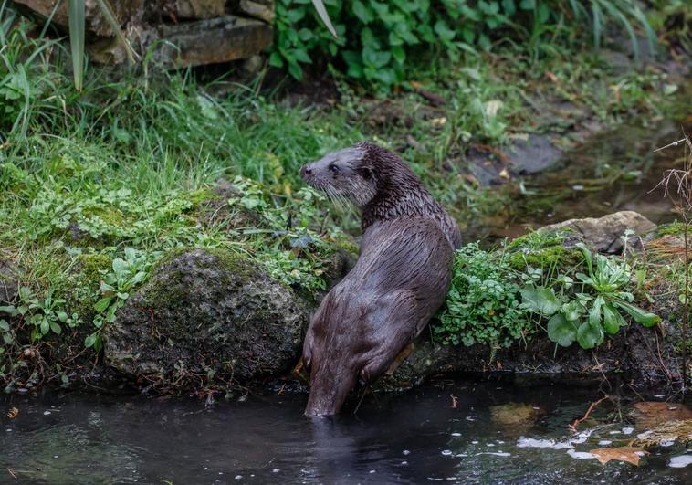 La nutria el pasado sábado dentro del estanque.