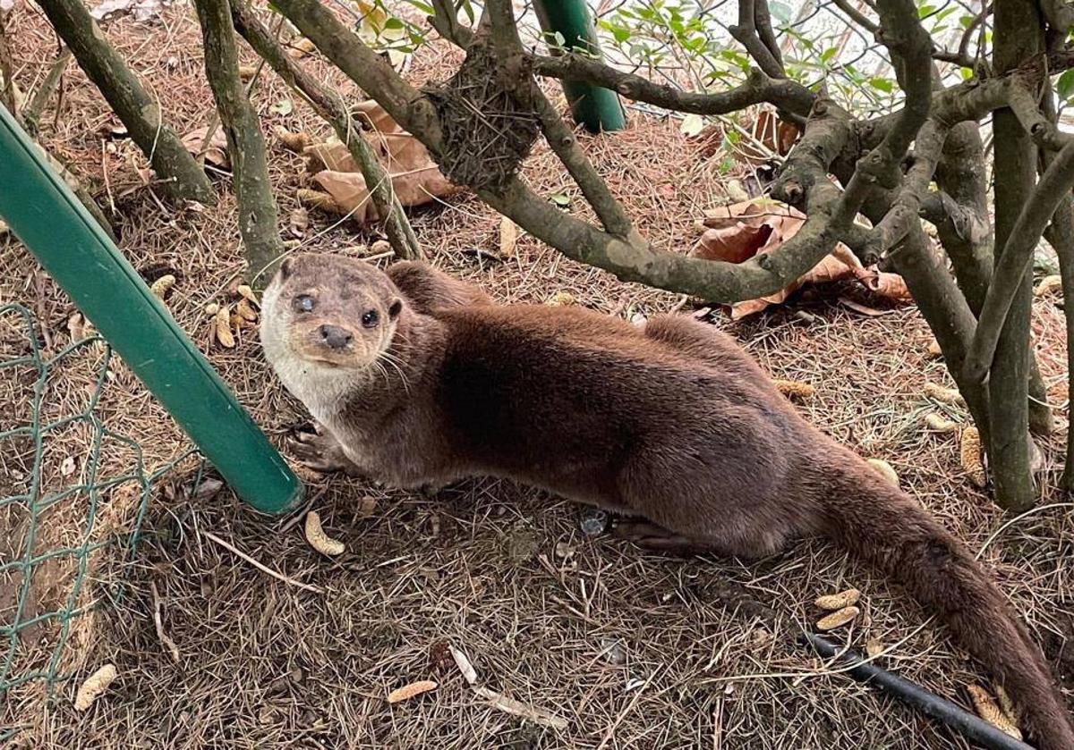 Trasladan a la nutria del parque Isabel la Católica a una zona del Piles