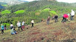 Castaños, abedules y robles frente a los incendios