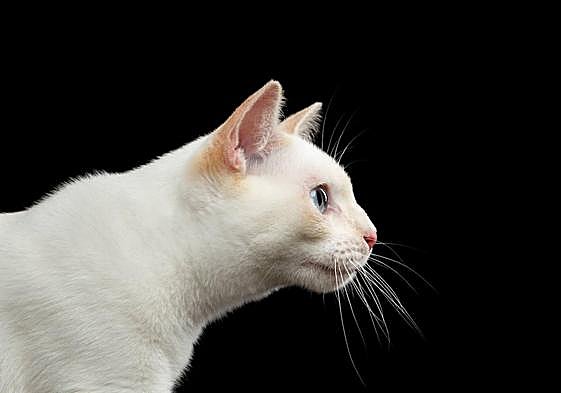 Piden veinte meses de cárcel por abandonar en Oviedo a dos gatos, uno de los cuales murió