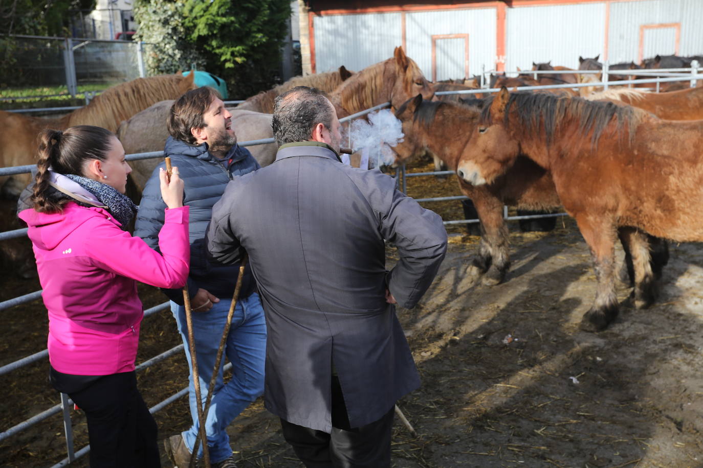 La feria del ganado de Cabañaquinta, en imágenes