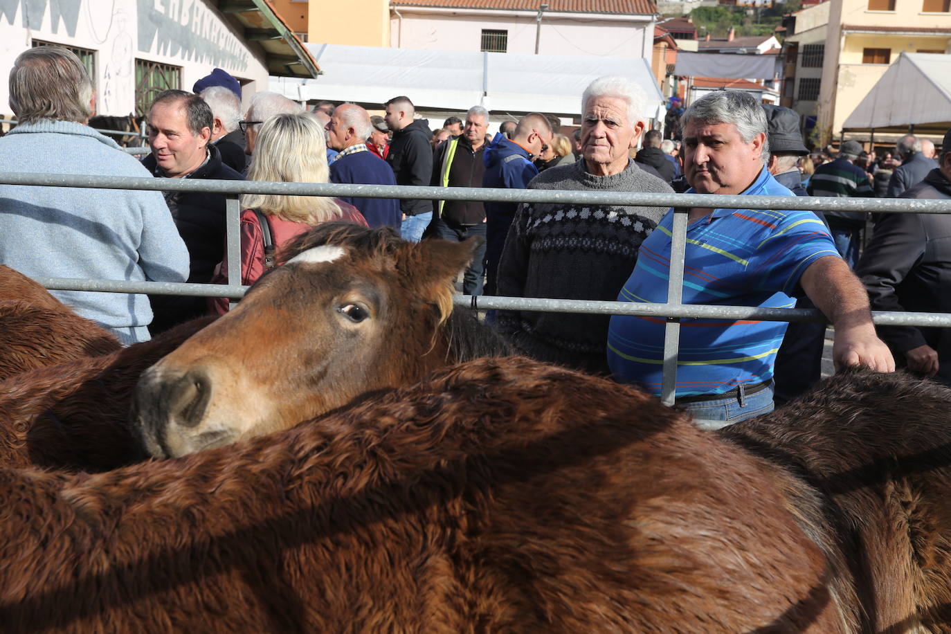 La feria del ganado de Cabañaquinta, en imágenes