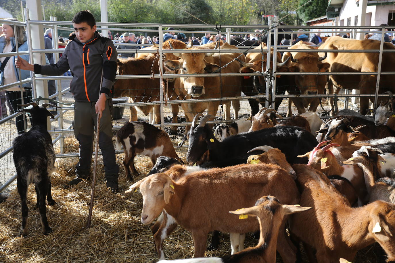 La feria del ganado de Cabañaquinta, en imágenes