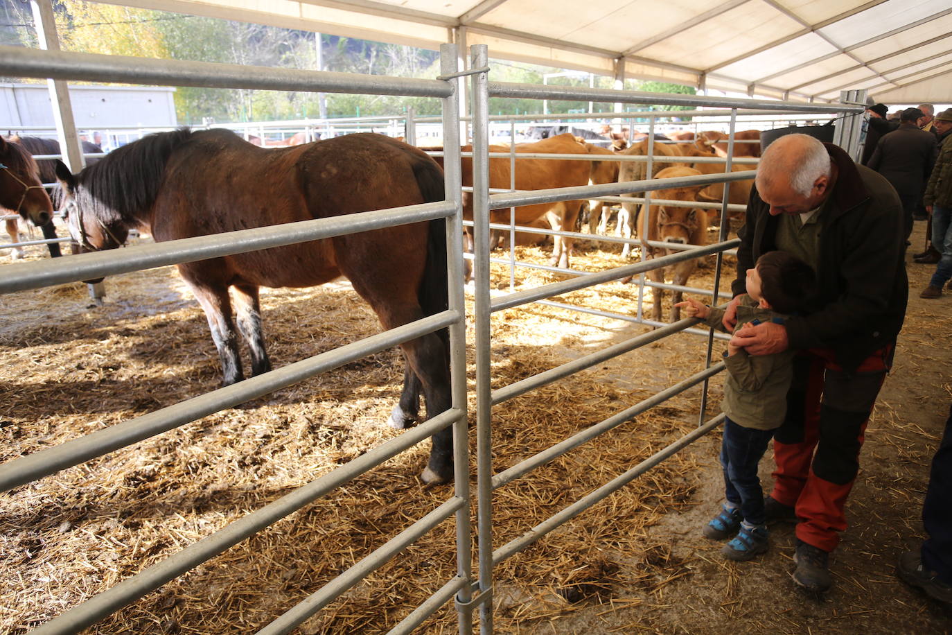 La feria del ganado de Cabañaquinta, en imágenes
