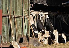 Asturias destinará tres millones de euros a paliar los efectos de la 'covid de las vacas'