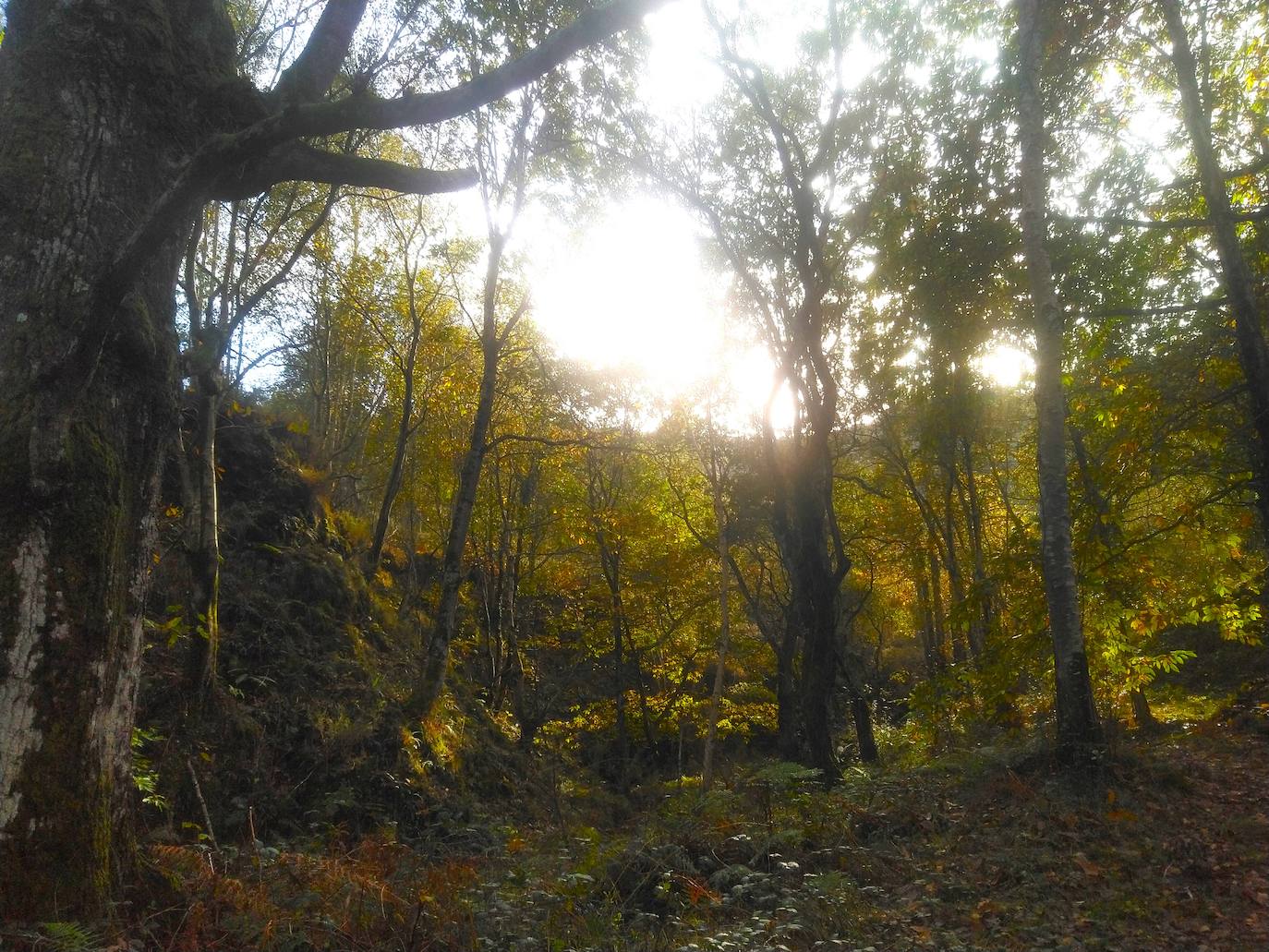 El bosque acapara mucho protagonismo en la senda del Valle Invisible, que discurre por la espesura uniendo barrios de San Roque del Acebal