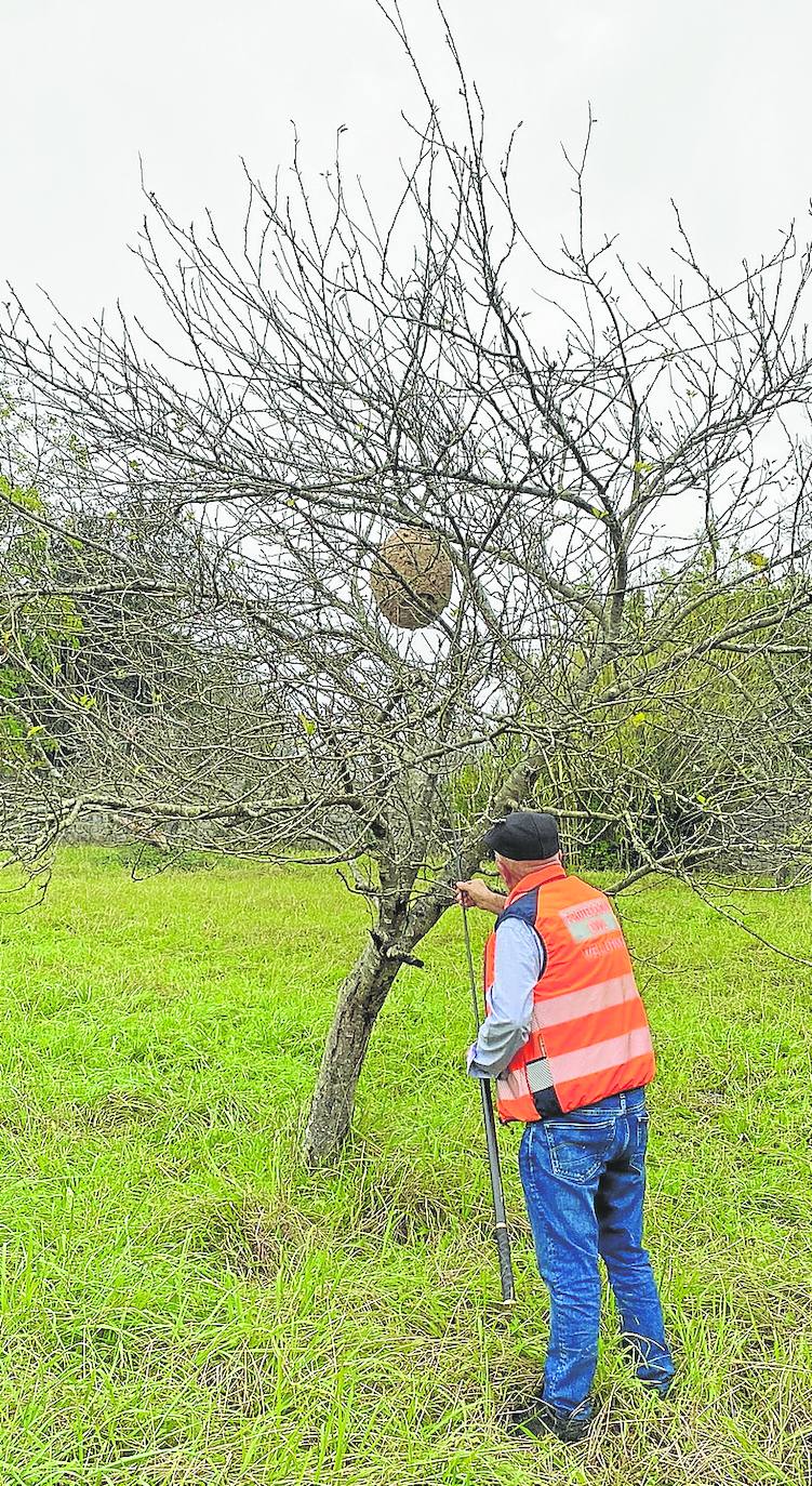 Una persona retira un nido de avispa asiática.