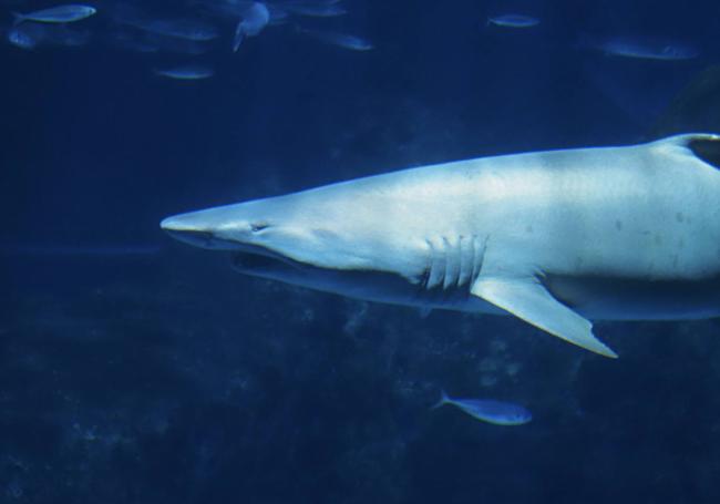 Acuario de Gijón