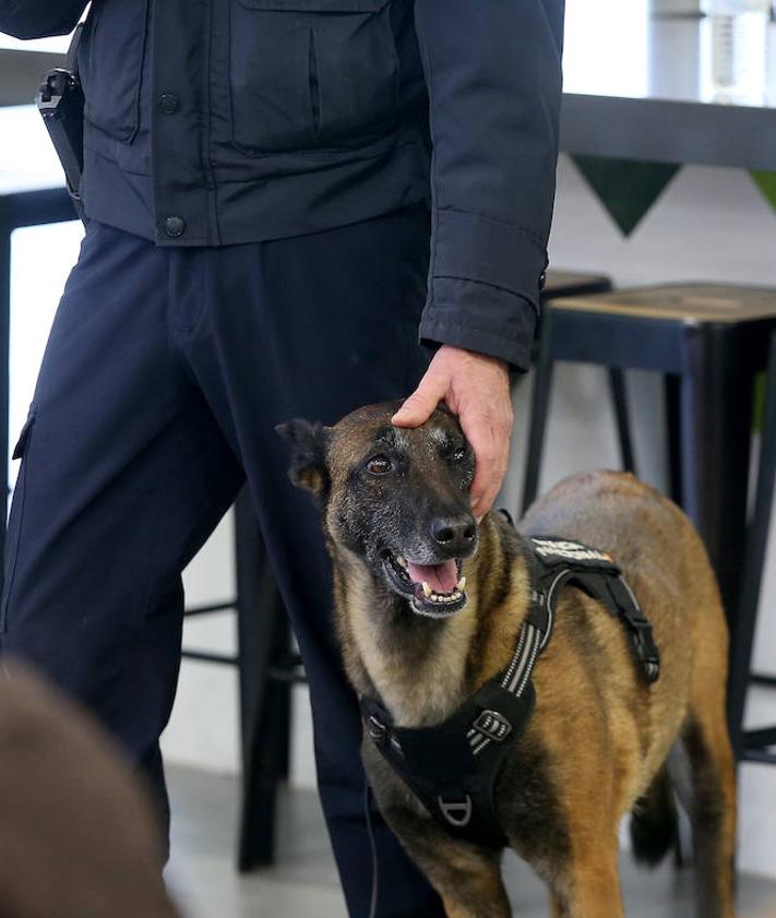 Imagen secundaria 2 - El perro policía &#039;Bala&#039;, de dos meses, junto con su veterano compañero enseñan su labor en Parque Principado