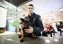 'Bala', el perro policía de dos meses, uno de los canes que participó en la exhibición para demostrar sus habilidades contra la delincuencia.