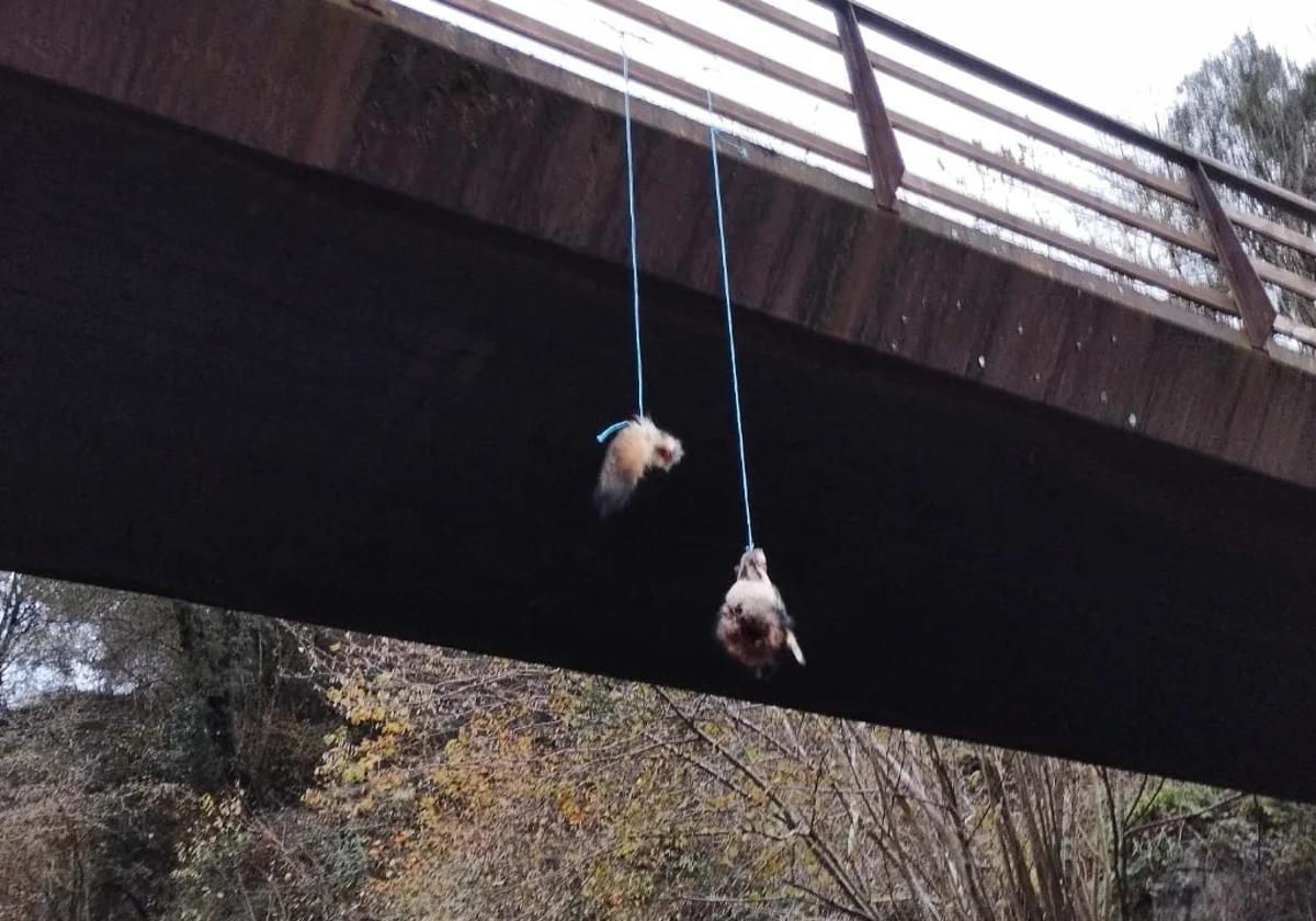 Restos de un lobo colgando de un puente en Villanueva de Santo Adriano.