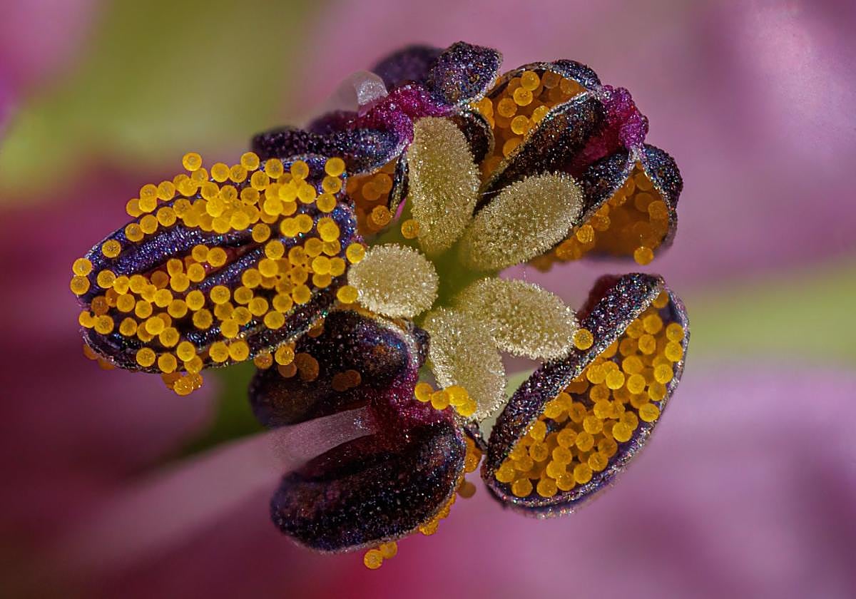 La instantánea galardonada, 'Polinización y la agricultura', de Eduardo Cires.