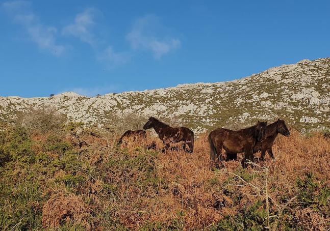 Inmediaciones de la Braniella y habitantes de la sierra del Sueve disfrutando la mañana