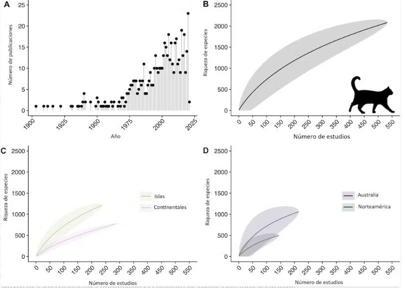 Número de publicaciones que describen predaciones realizadas por gatos (A), y la diversidad de especies faunísticas identificadas a medida que crece el número de estudios (B, C). Las curvas de acumulación de especies incluyen la media (líneas continuas) y los intervalos de confianza del 95% (bandas sombreadas. Adaptada de Lepczyk et al. (2023).