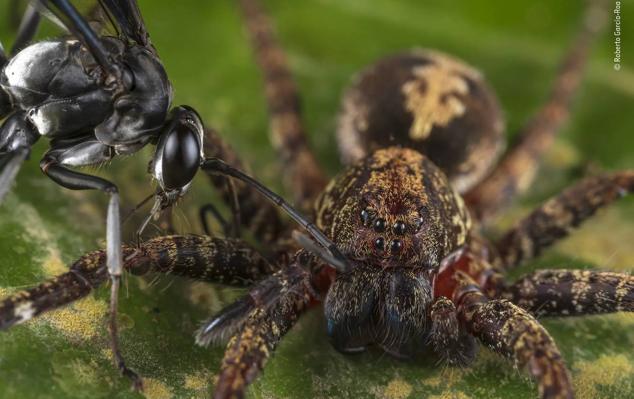 7. "Ataque de avispa" es el título de esta imagen que muestra el frenético combate entre la avispa pompílida y la ornamentada araña Ctenus que se detuvo de repente en la selva peruana de Tambopata.