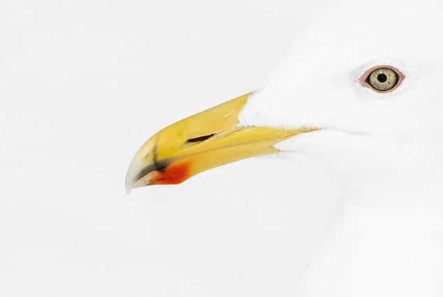 15. Titulada "Rojo y amarillo", este retrato minimalista de una gaviota fue tomada cerca del puerto de Rausu, en la isla japonesa de Hokkaido.