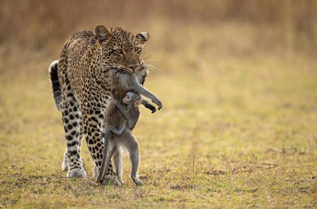 16. Recibe el título "Aguantando" y muestra a una leoparda tras matar a un babuino, con su cría aferrada, en el Parque Nacional de South Luangwa, en Zambia.