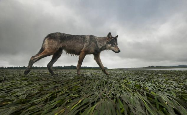 19. Recibe el título de "Lobo costero" y muestra a una hembra de lobo gris trotando por la costa occidental de la isla de Vancouver (Colombia Británica, Canadá).