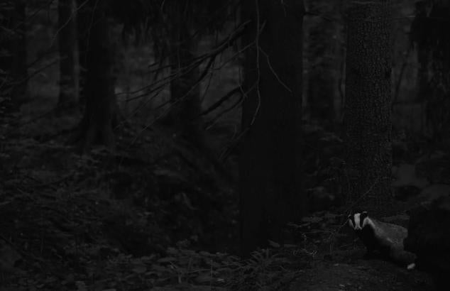 20. Esta imagen recibe el título "Encuentro nocturno" y muestra a un tejón cerca de su nido en un bosque cercano a Helsinki (Finlandia).