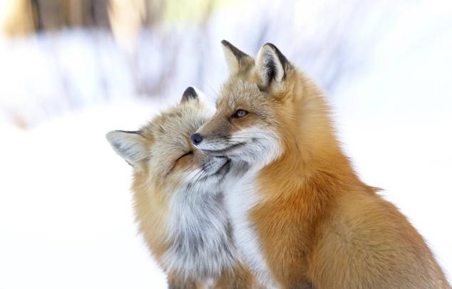 22. Titulada "La afección del zorro", muestra a una pareja de zorros rojos saludándose en North Shore, en la Isla del Príncipe Eduardo (Canadá).