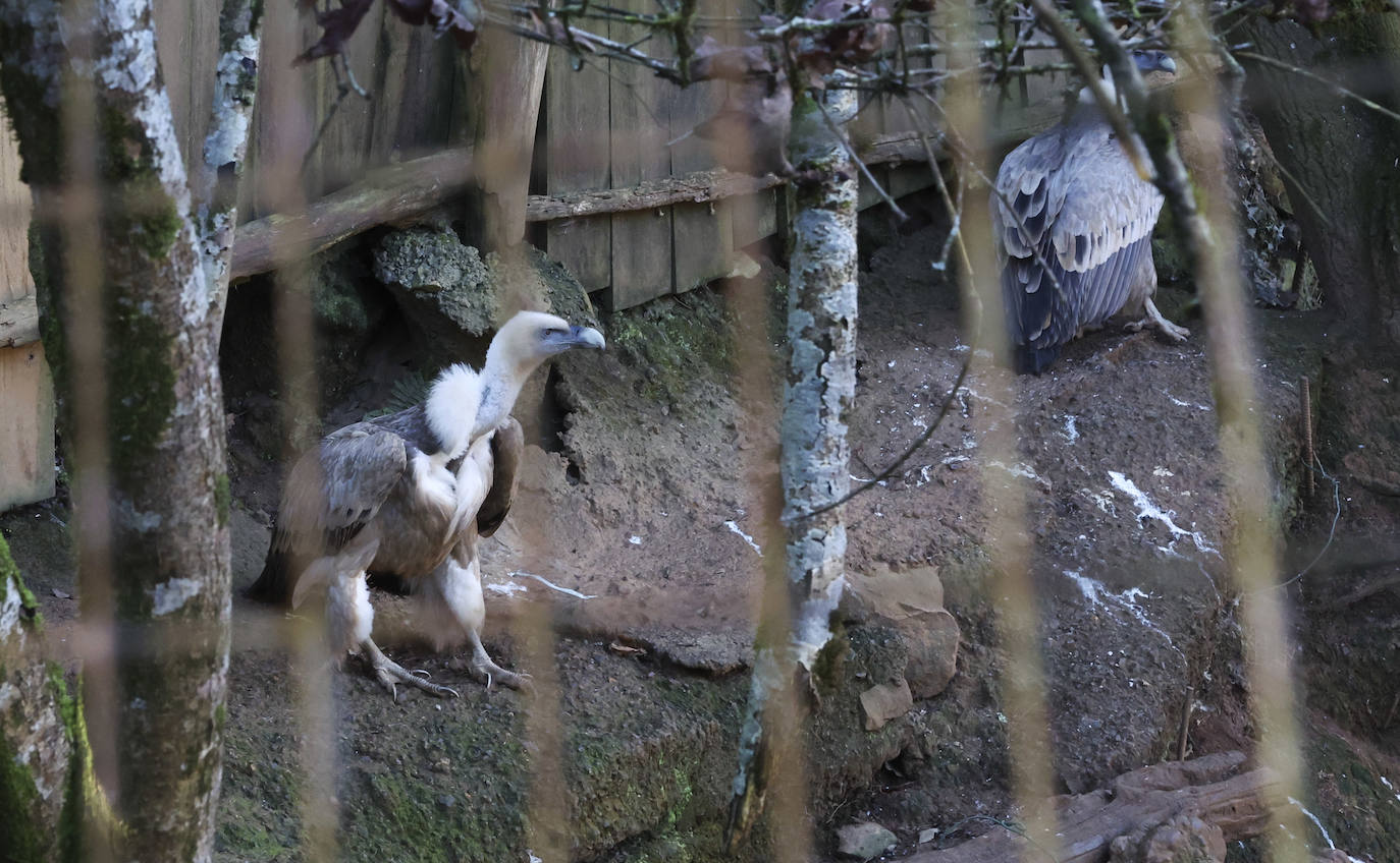 Fotos: El triste final del zoo de Cangas
