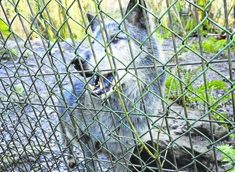 El zoo de La Grandera cumple dos años cerrado Cangas de Onís El Comercio Diario de Asturias