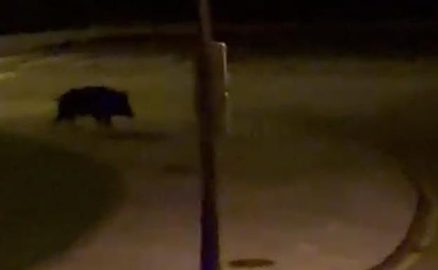 El jabalí por San Claudio. 