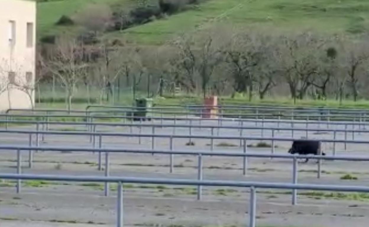 El jabalí caminando por una senda.