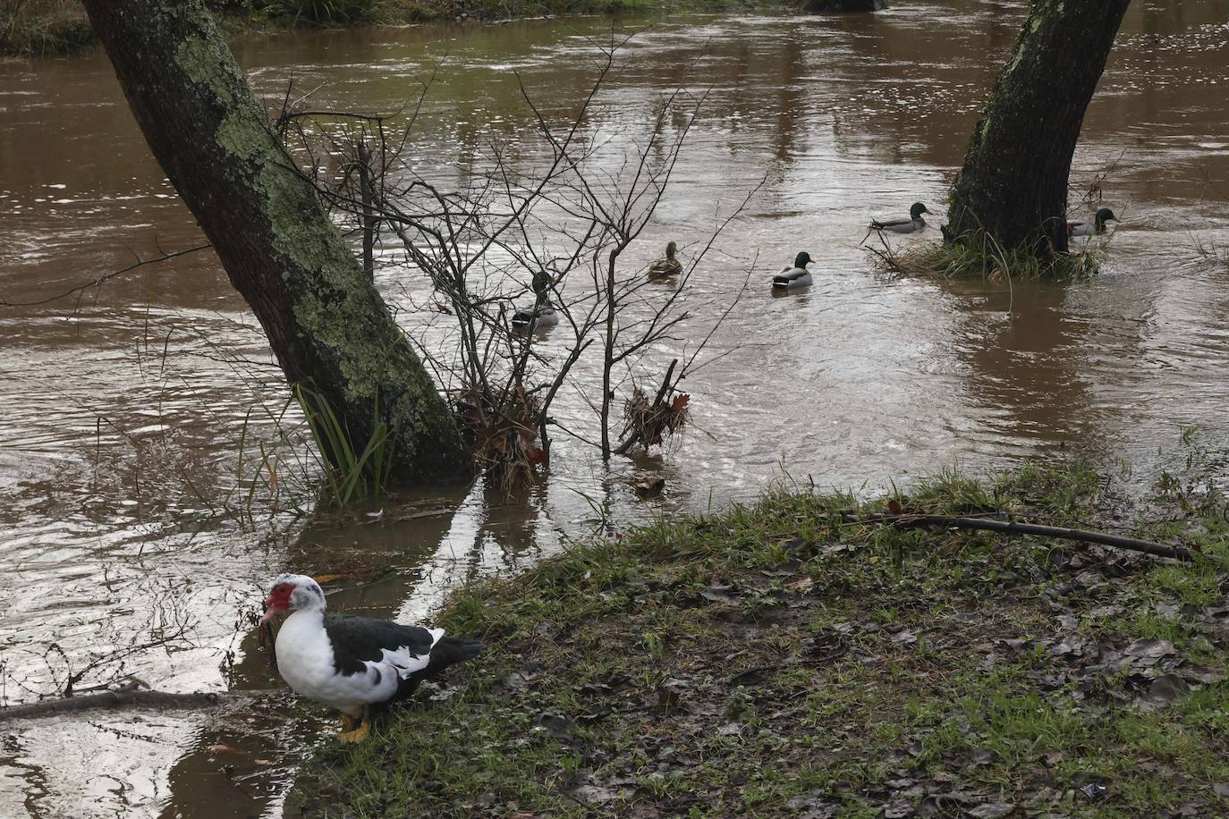 Fotos: Siero bajo el agua de Gerárd