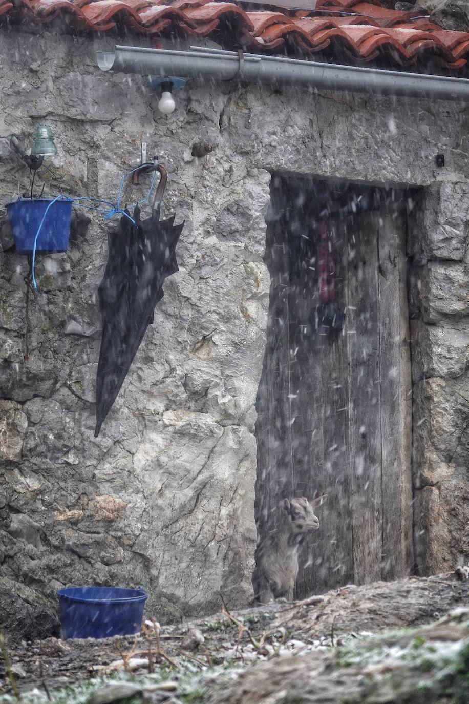 Fotos: Bajo la nieve en Cabrales