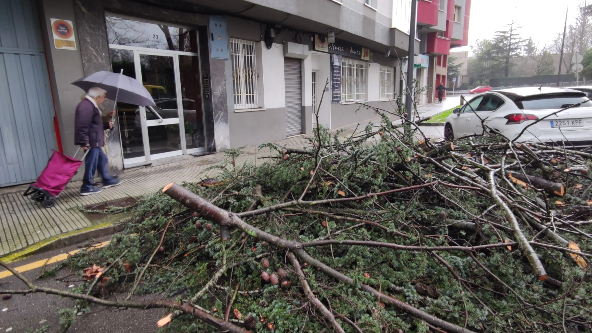 El viento también ha tumbado árboles en Avilés. 