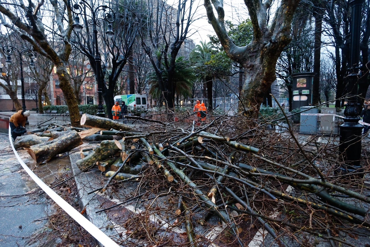 El viento ha derribado árboles en Gijón. 