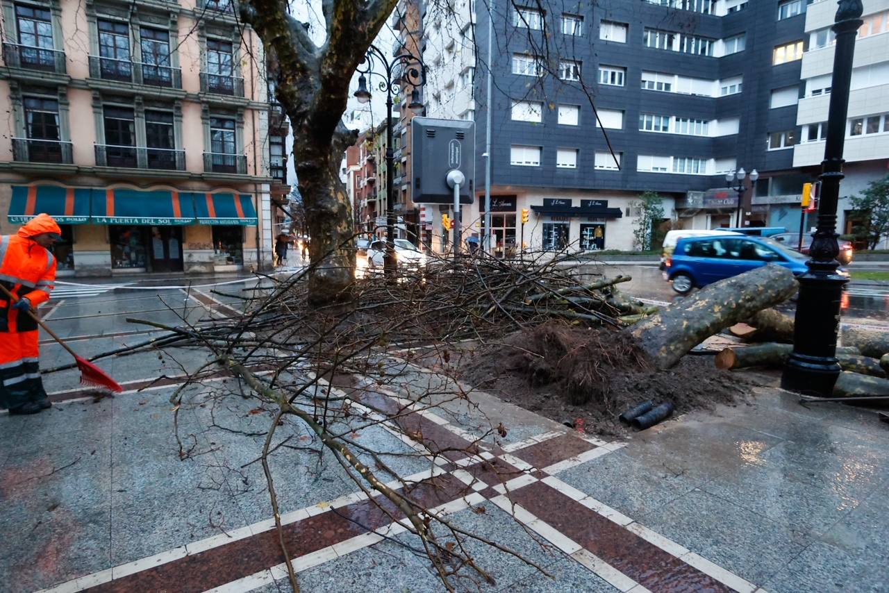 Fotos: Inundaciones y árboles caídos por el temporal en Gijón